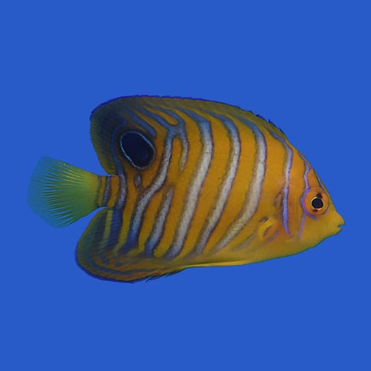Regal Angelfish WYSIWG