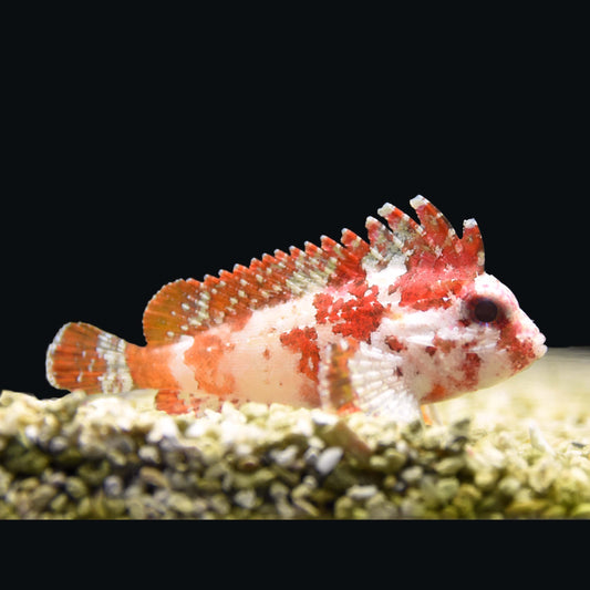 Pygmy Red Rooster Waspfish
