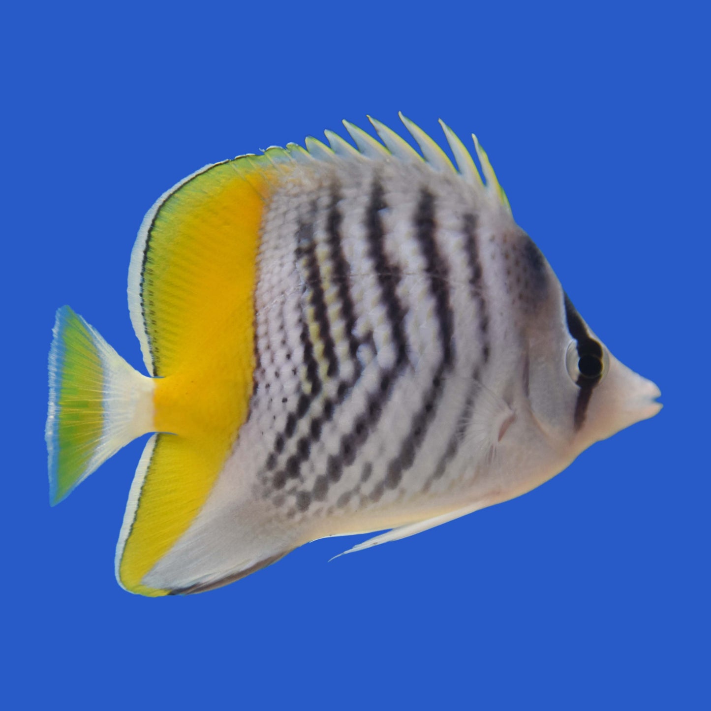 Pearlscale Butterflyfish