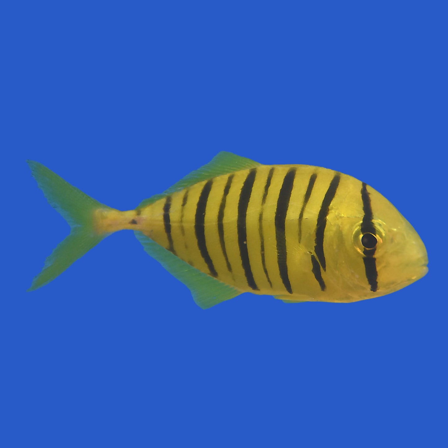 Pilotfish