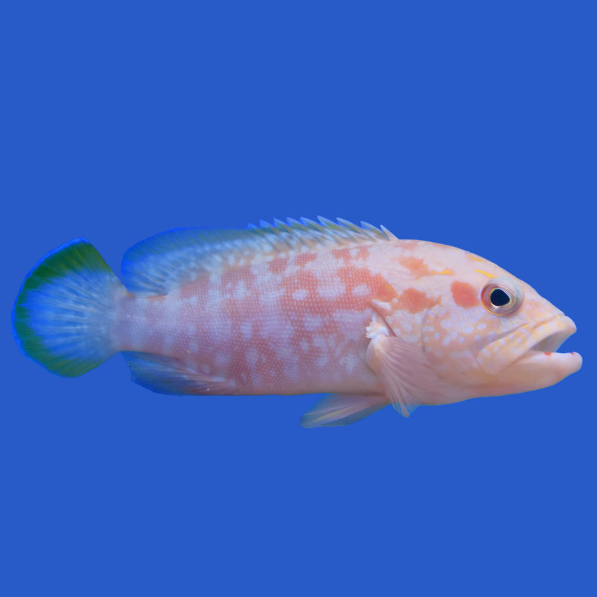 Cherry Grouper