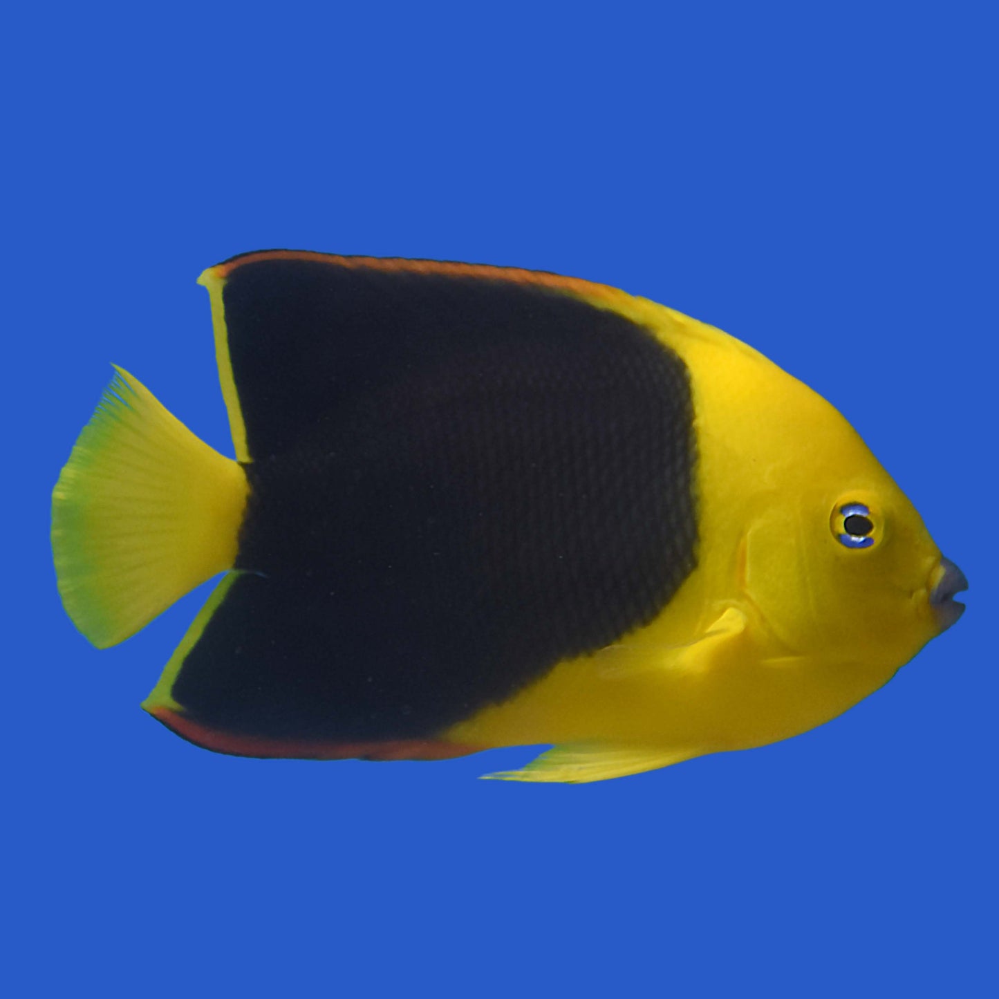Rock Beauty Angelfish WYSIWYG