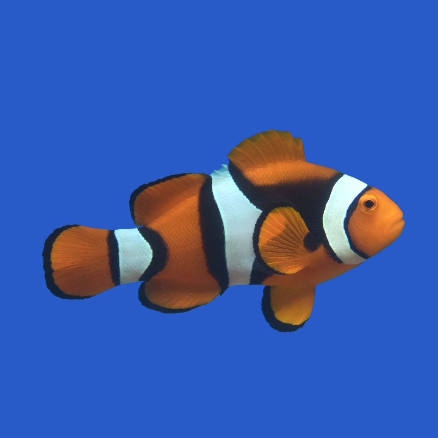 True Percula Clownfish Pair (Wild) WYSIWYG