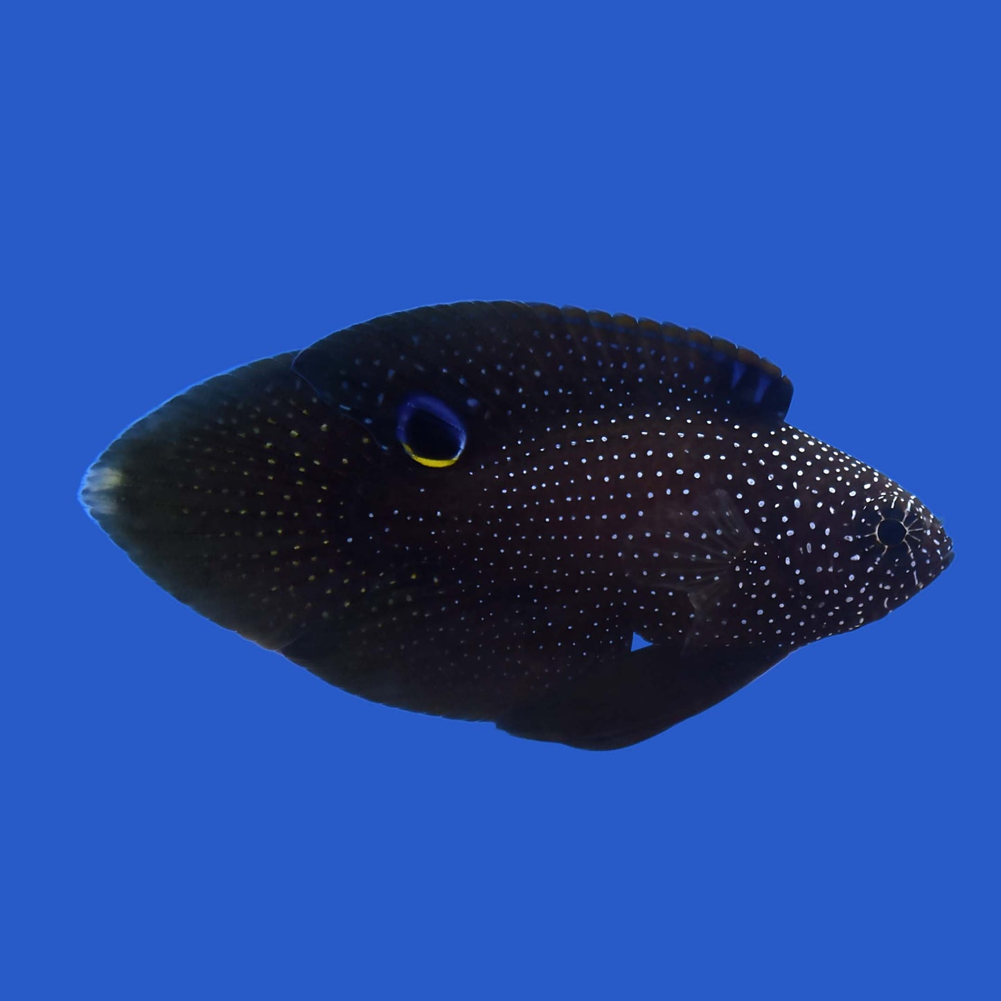 Argus Marine Betta WYSIWYG