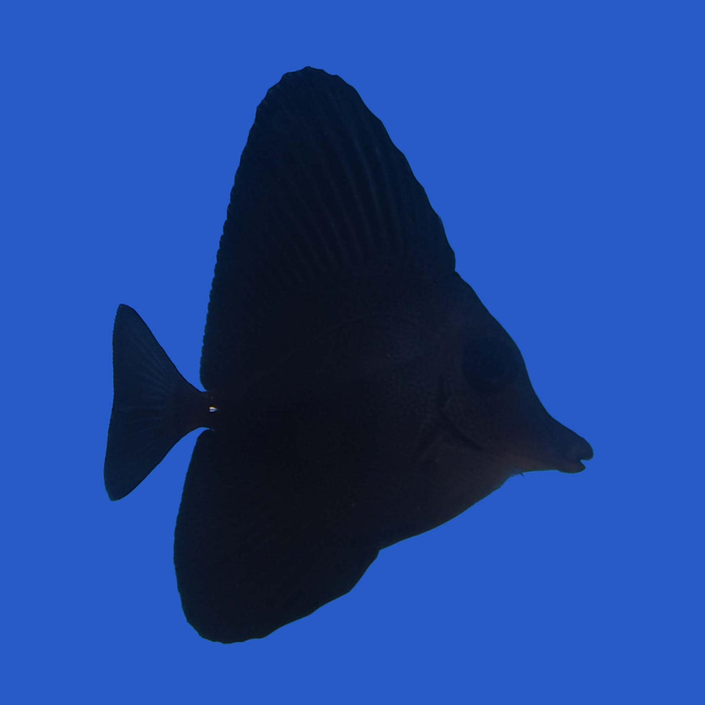 Black Tang (Juvenile) WYSIWYG