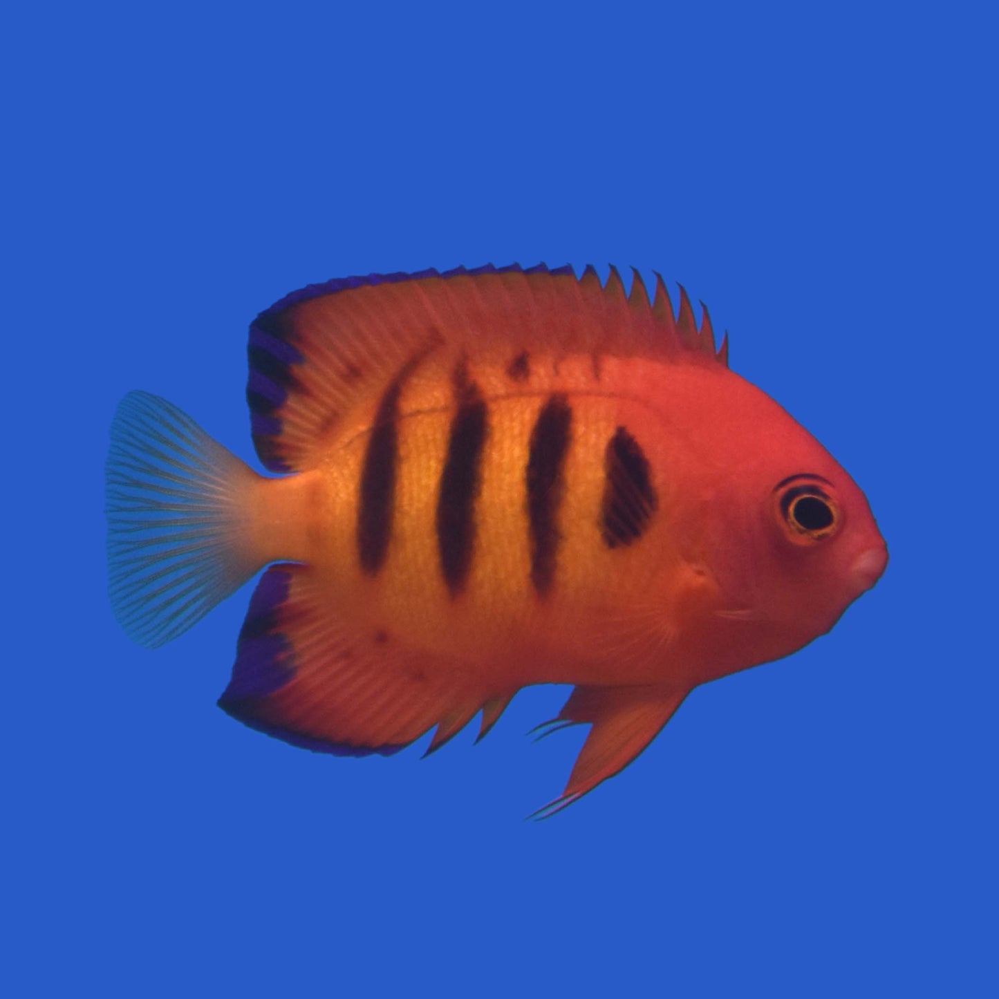 Flame Angelfish (Tahiti) WYSIWYG