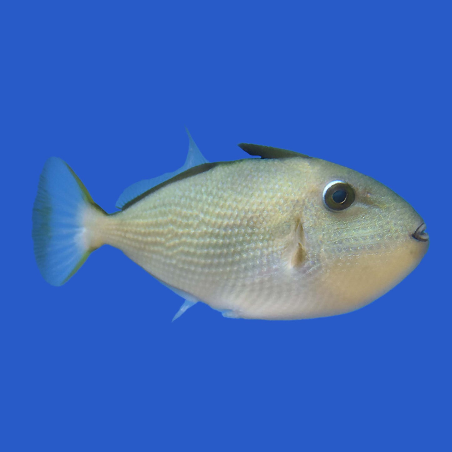 Goldenback Triggerfish WYSIWYG