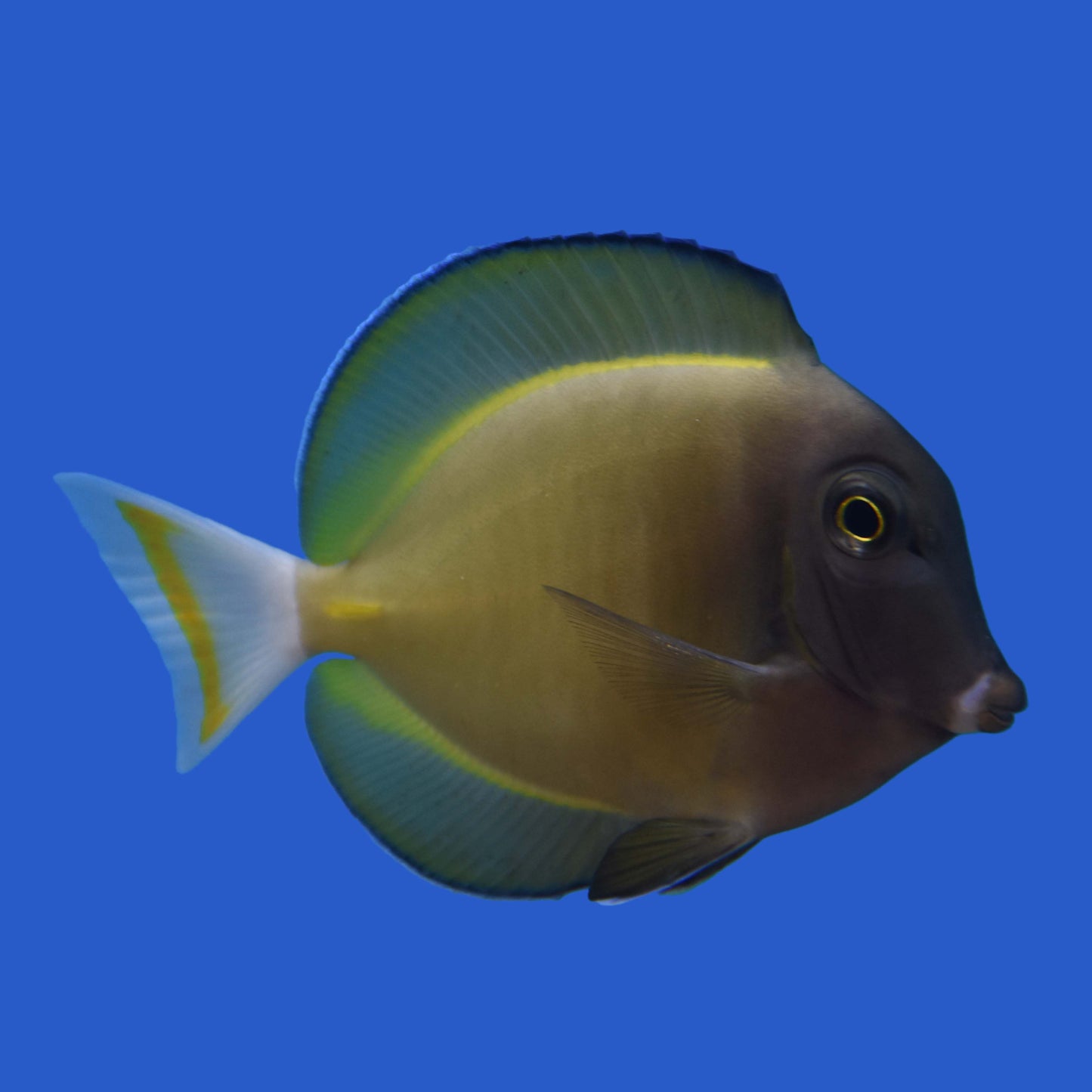 Gold Rim Tang WYSIWYG