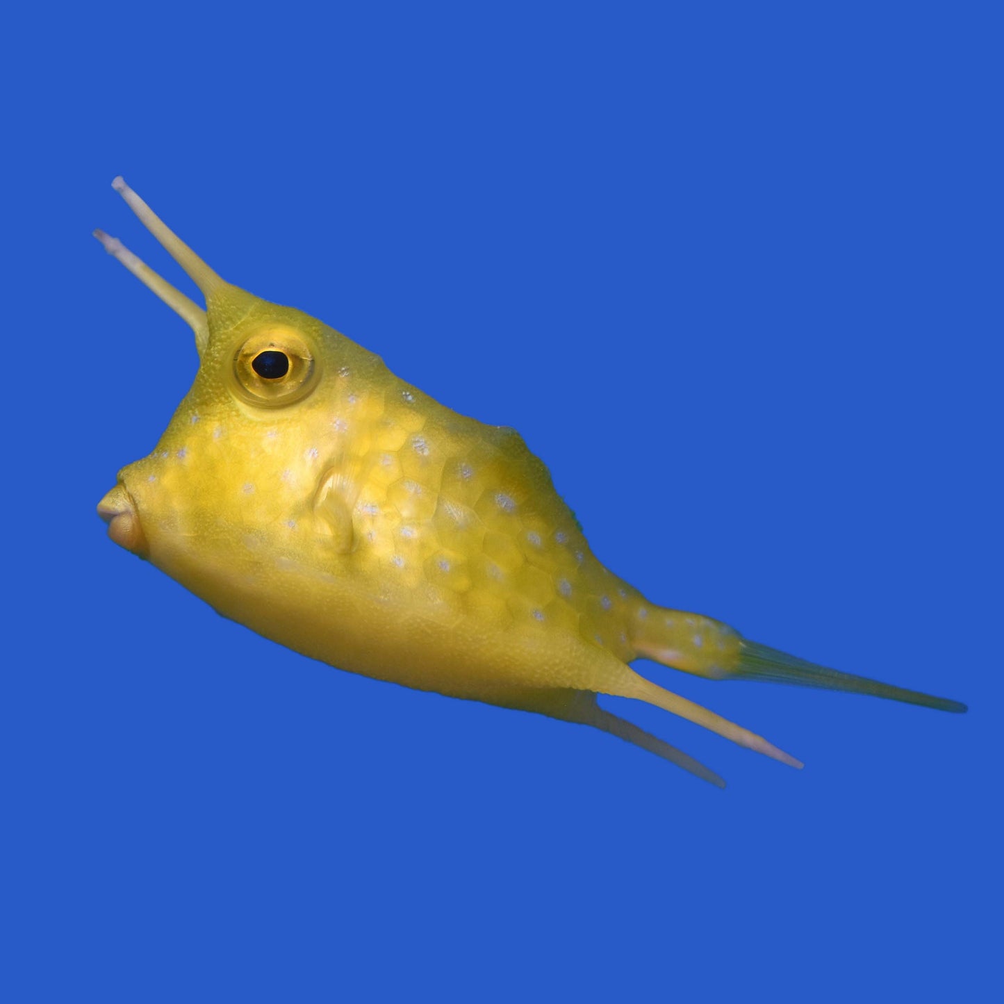 Long Horn Cowfish