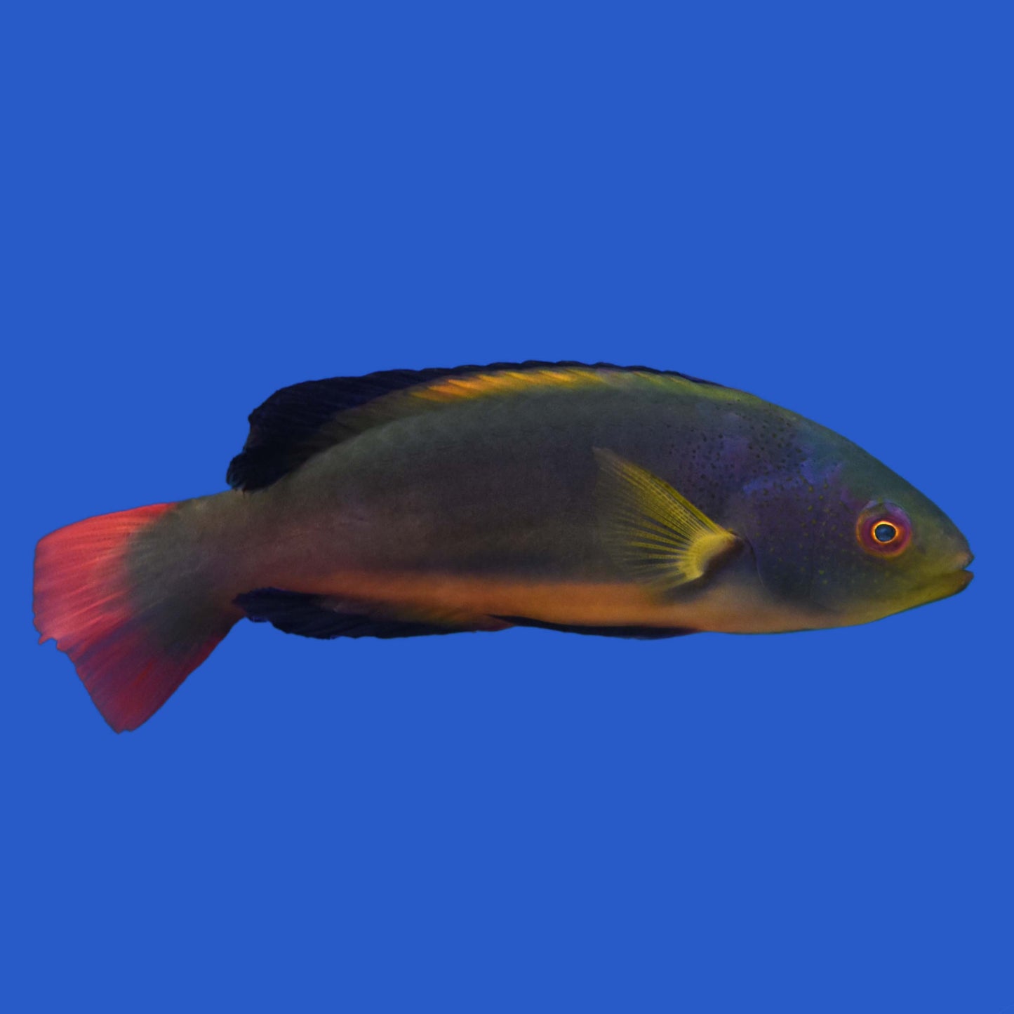 Scotts Fairy Wrasse WYSIWYG