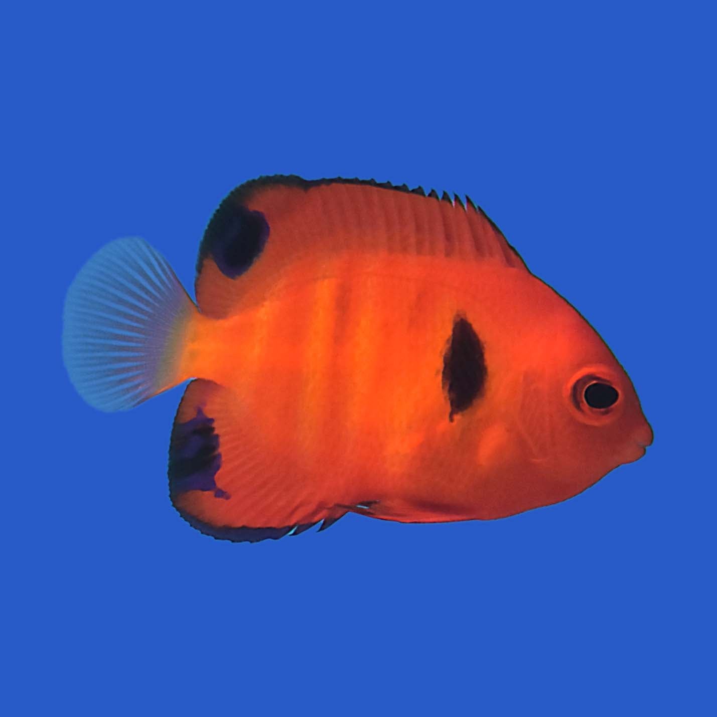 Flame Angelfish (Juvenile) WYSIWYG