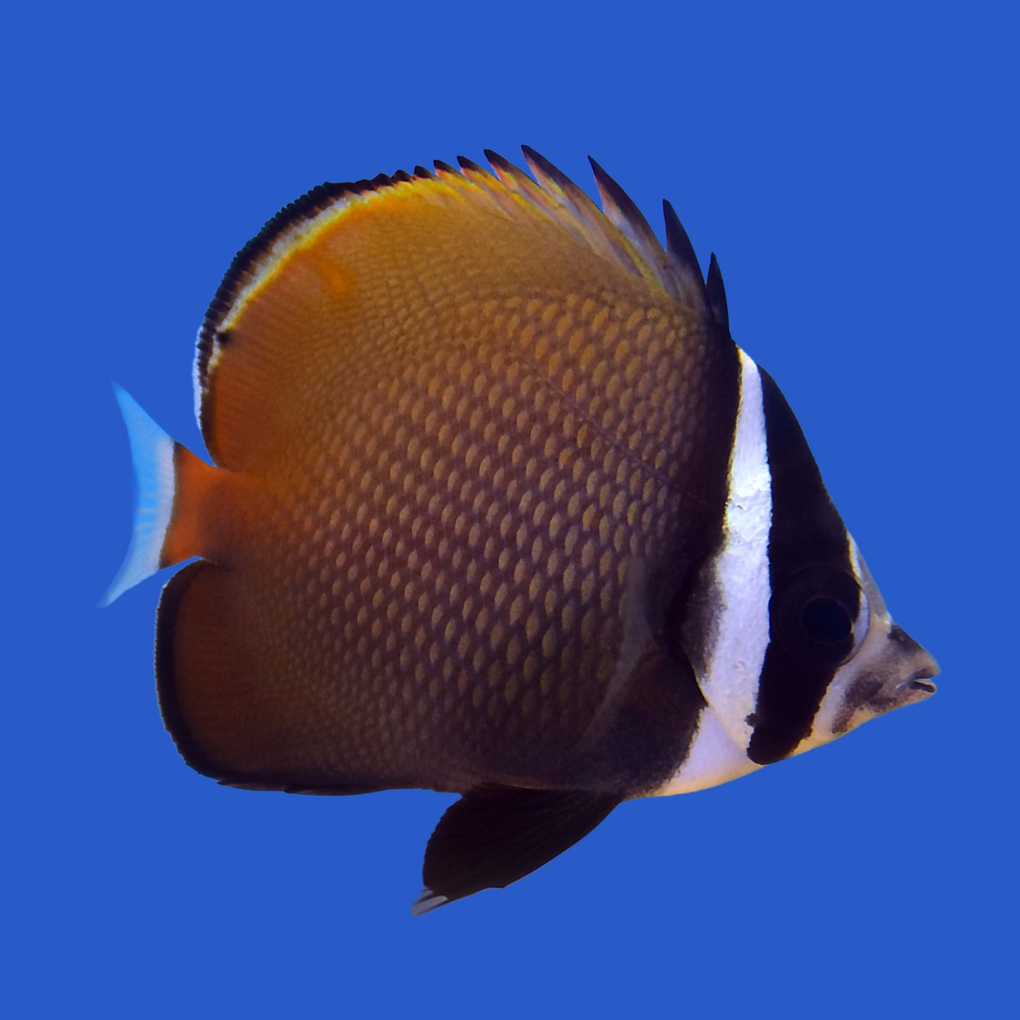 Pakistan Butterflyfish (Juvenile) WYSIWYG