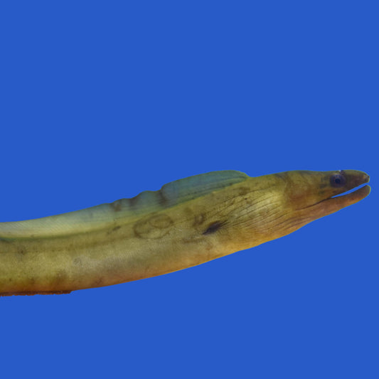Green Moray Eel