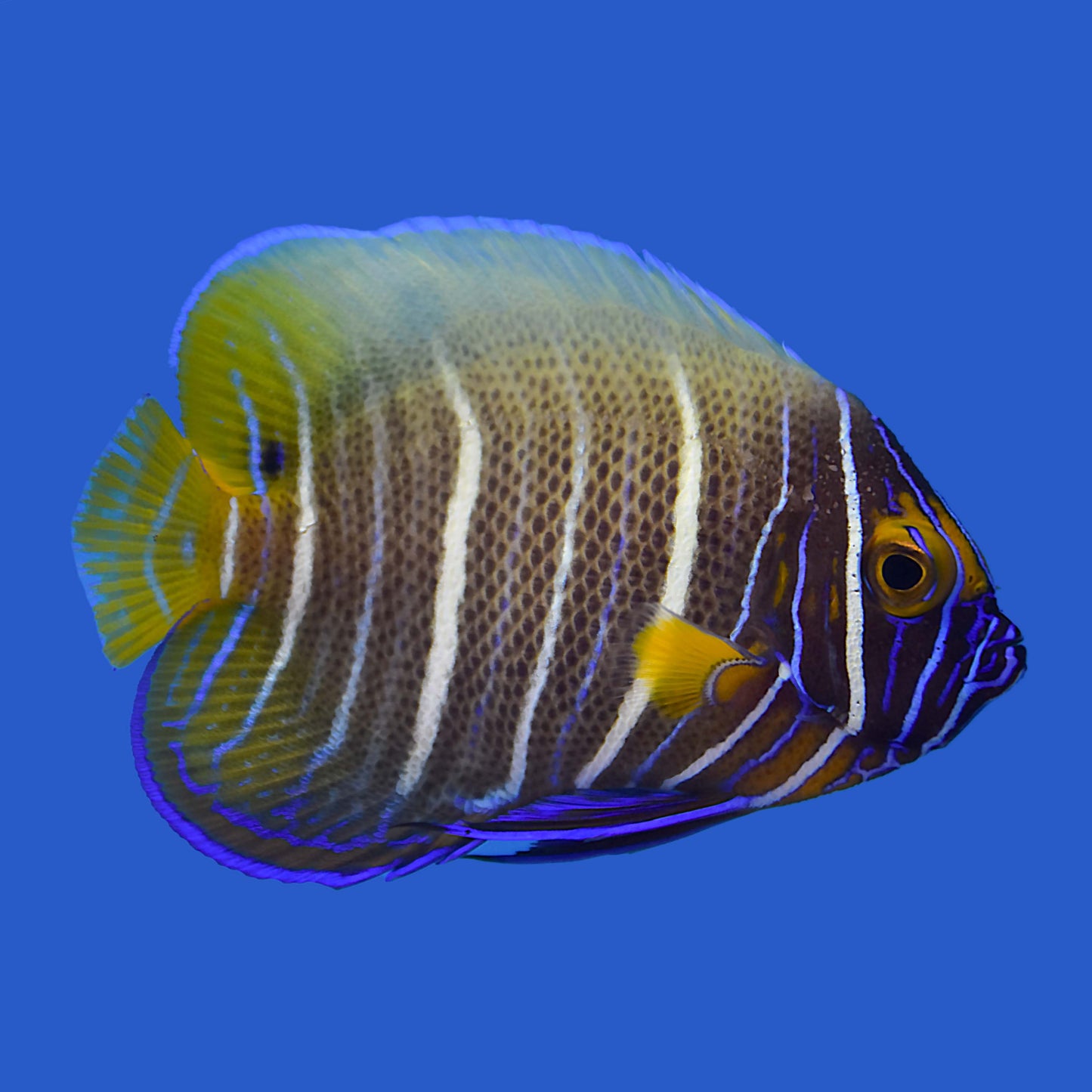 Blueface Angelfish (Transitioning) WYSIWYG