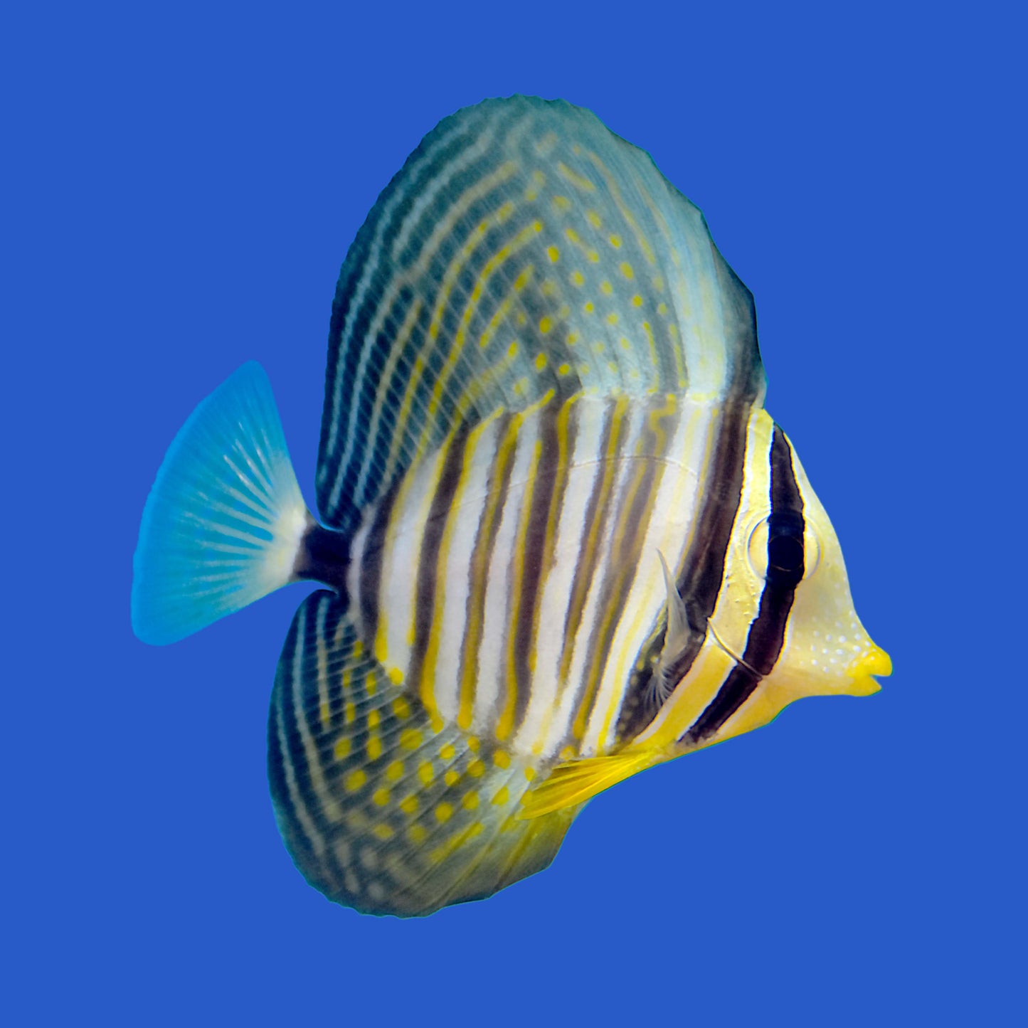 Desjardini Sailfin Tang WYSIWYG