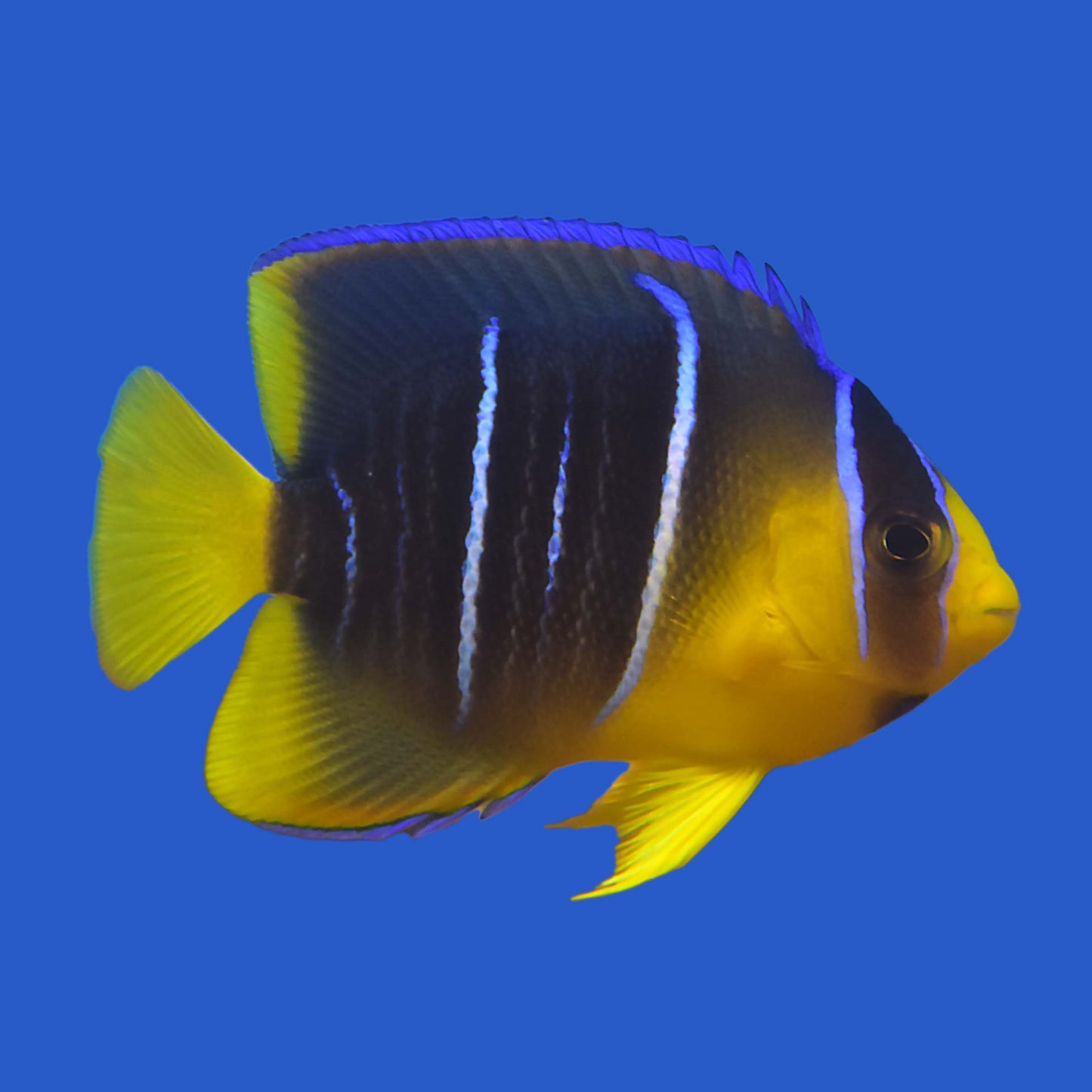 Blue Angelfish WYSIWYG