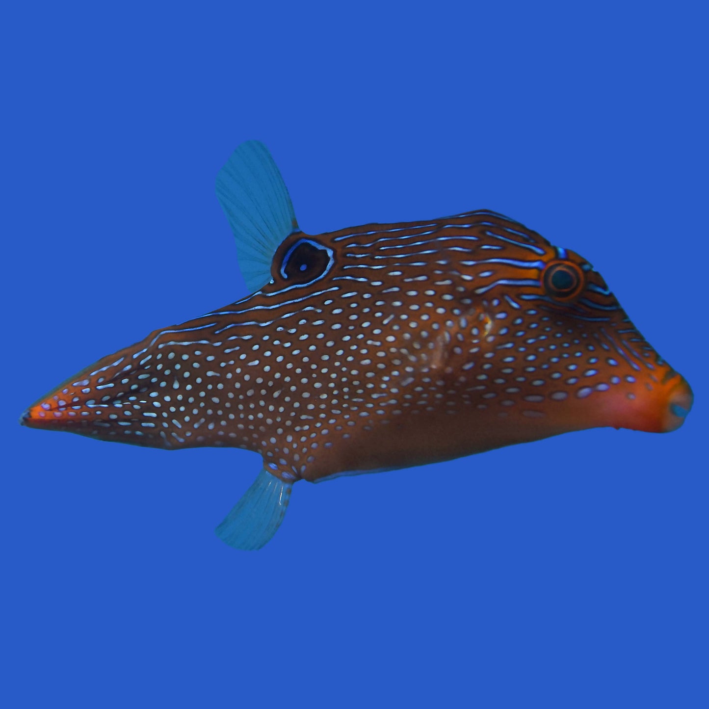 Blue Spotted Pufferfish