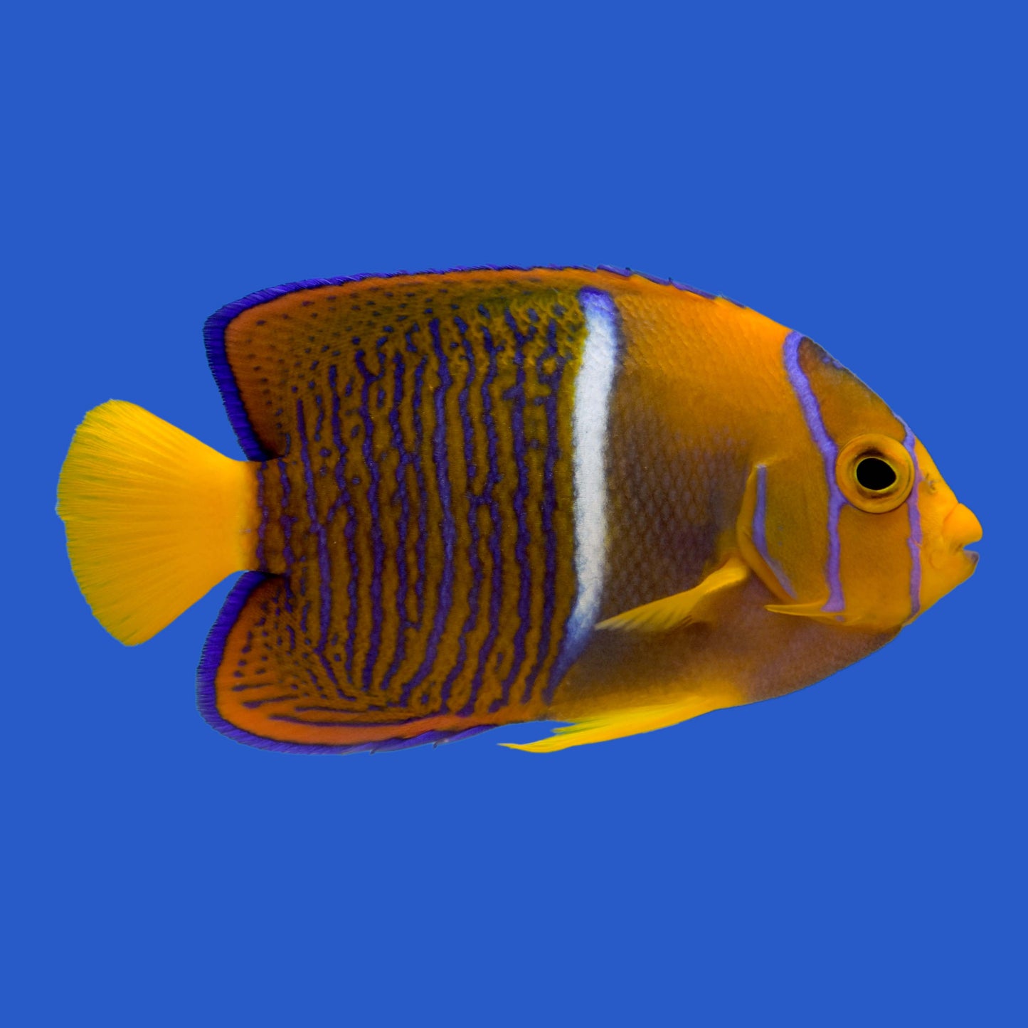 Passer Angelfish WYSIWYG