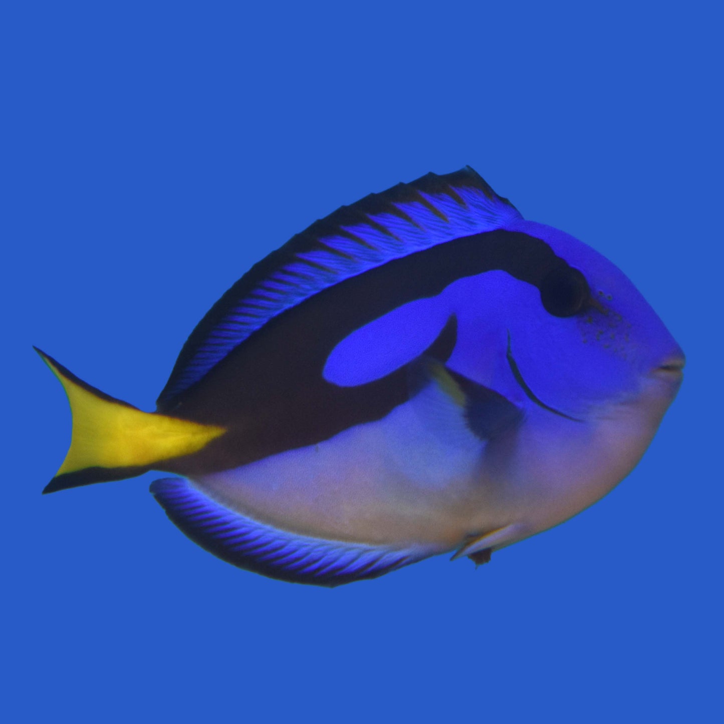 Blue Tang