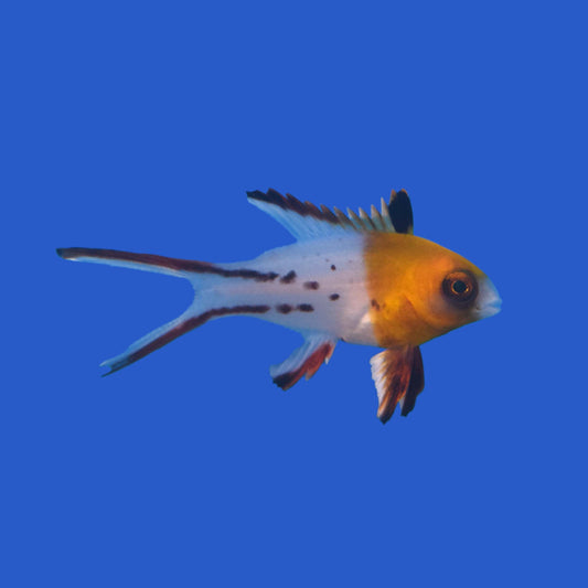 Lyretail Hogfish