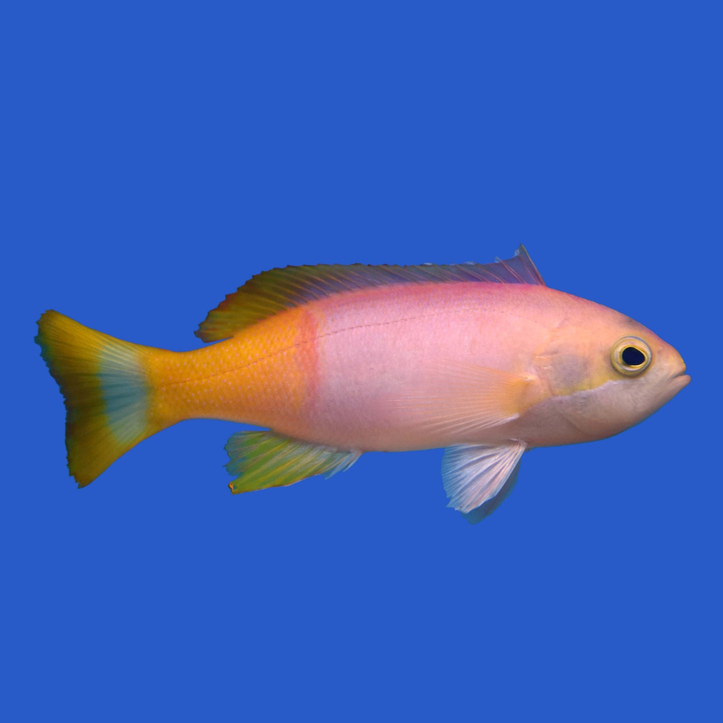 Pictilis Anthias