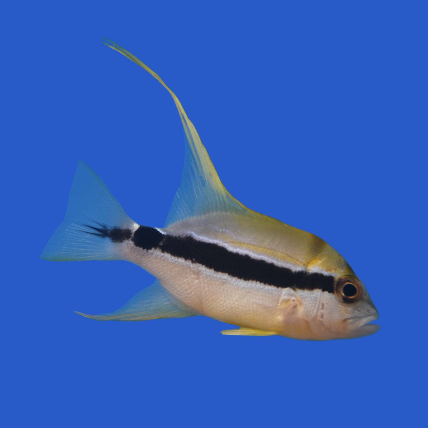 Hifin Snapper