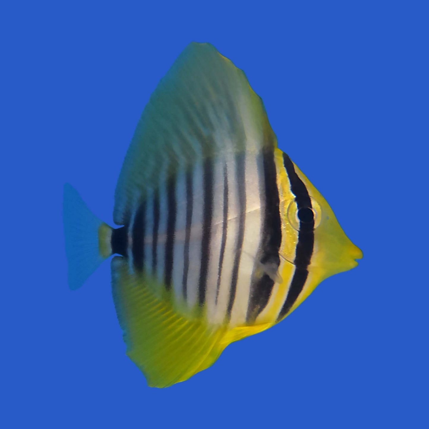 Desjardini Sailfin Tang (Juvenile) WYSIWYG