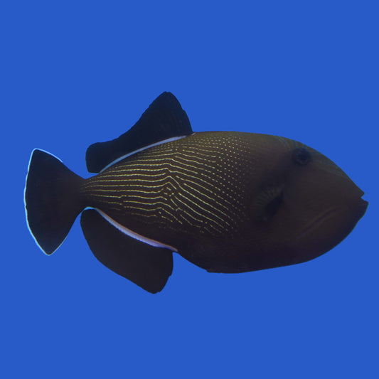 Indian Triggerfish