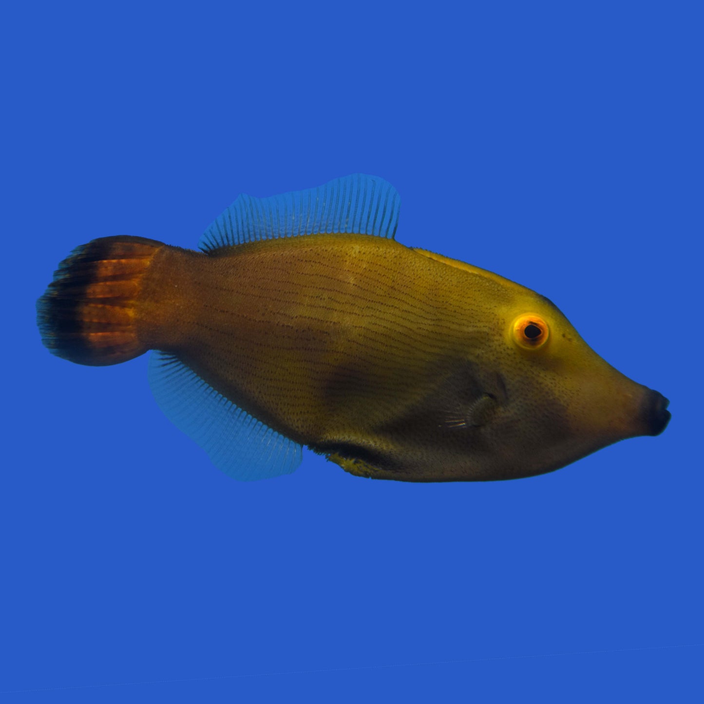 Redtail Filefish