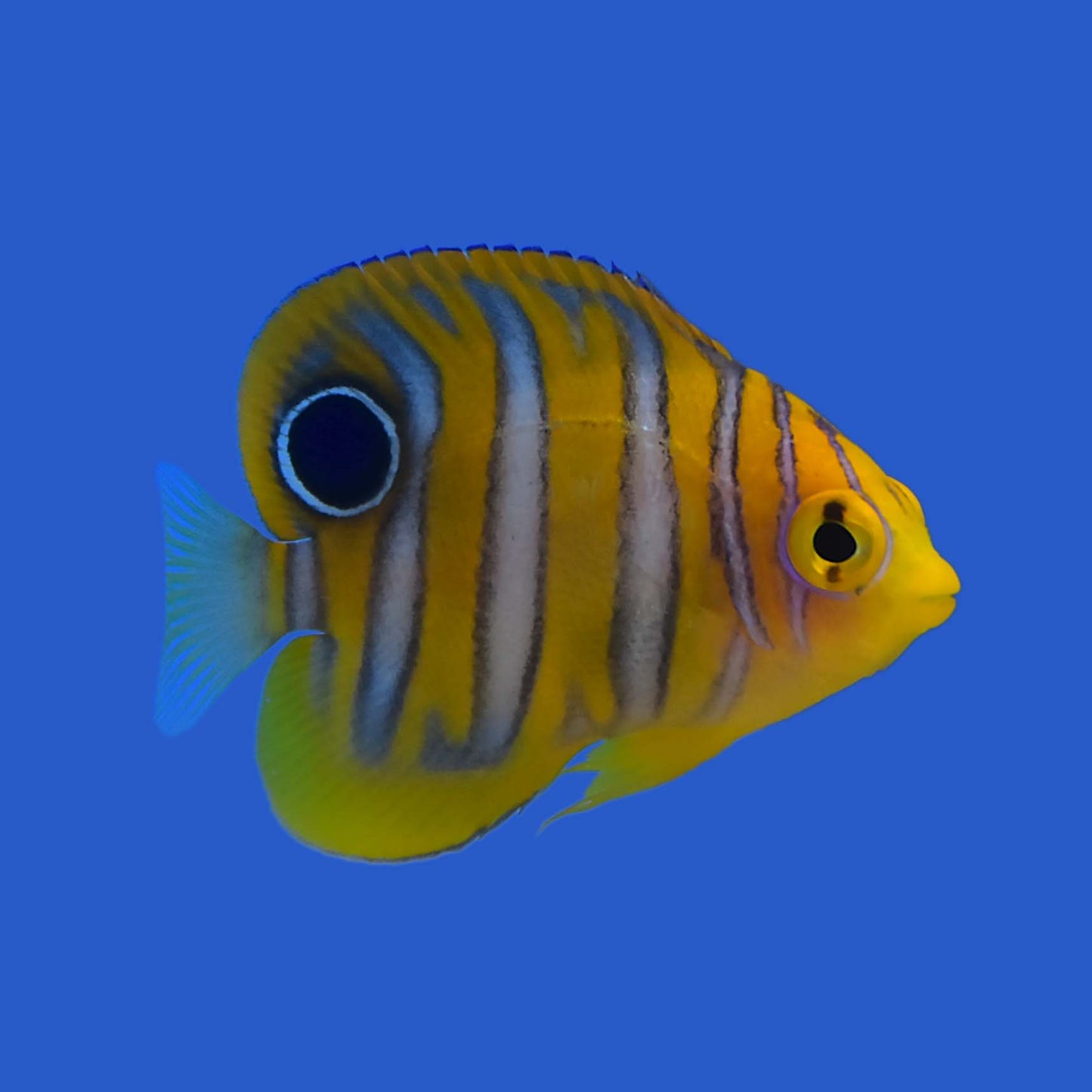 Regal Angelfish (Juvenile) WYSIWYG