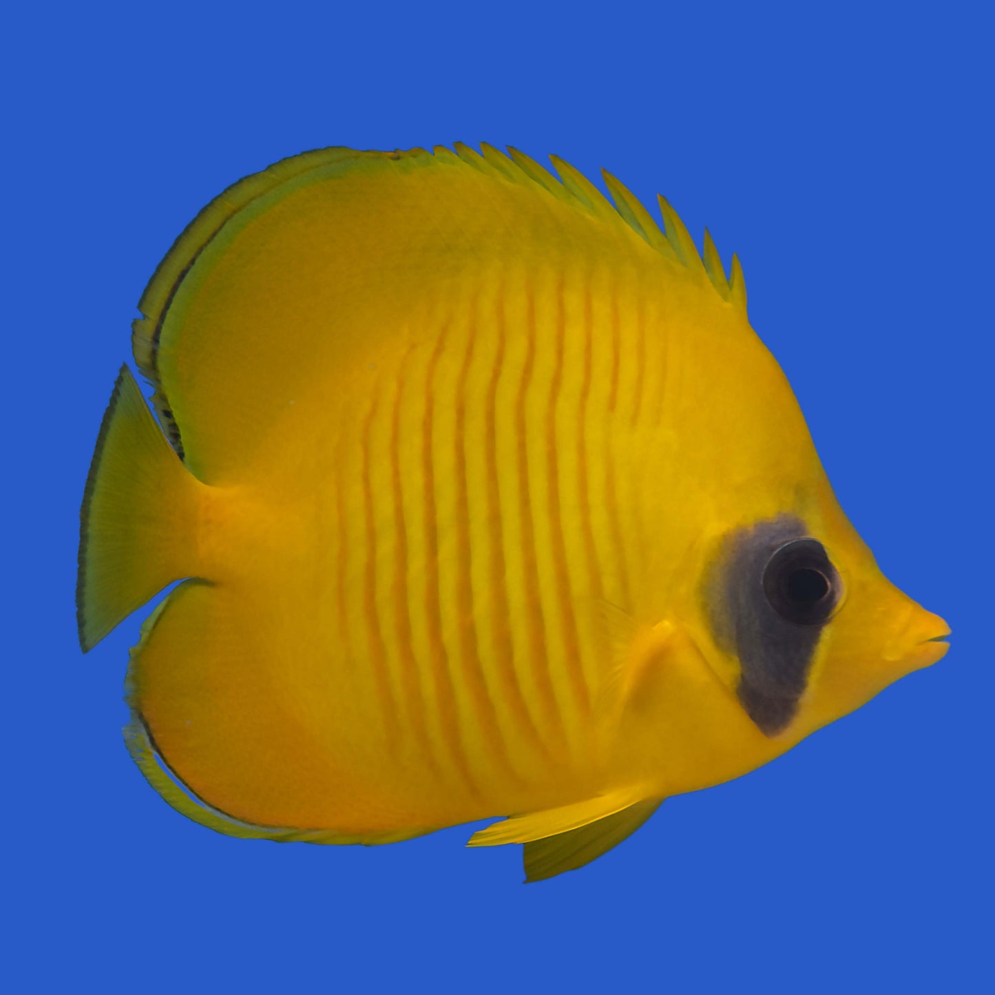 Golden Butterflyfish WYSIWYG