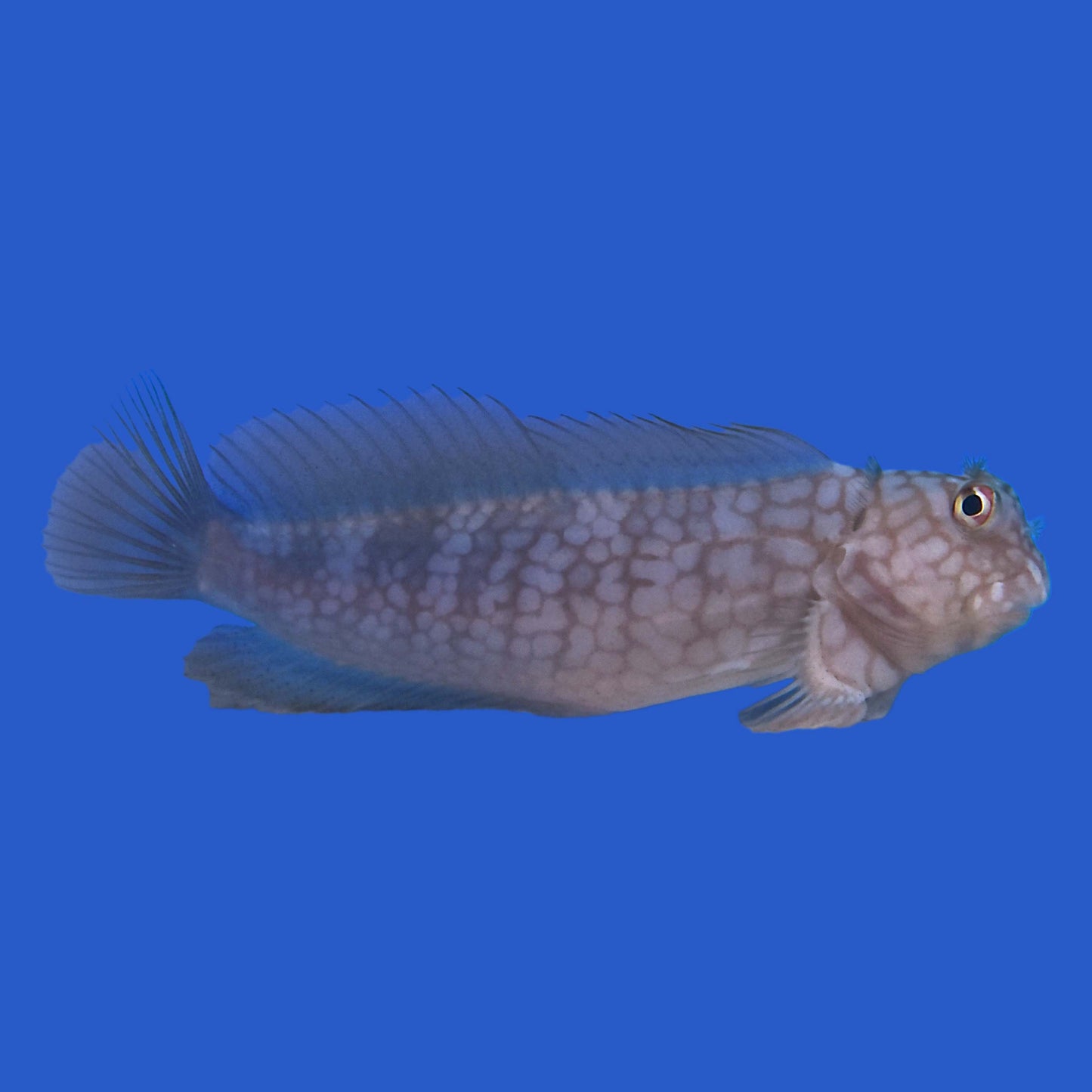 Ember Blenny WYSIWYG