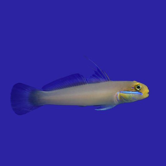Golden Head Goby