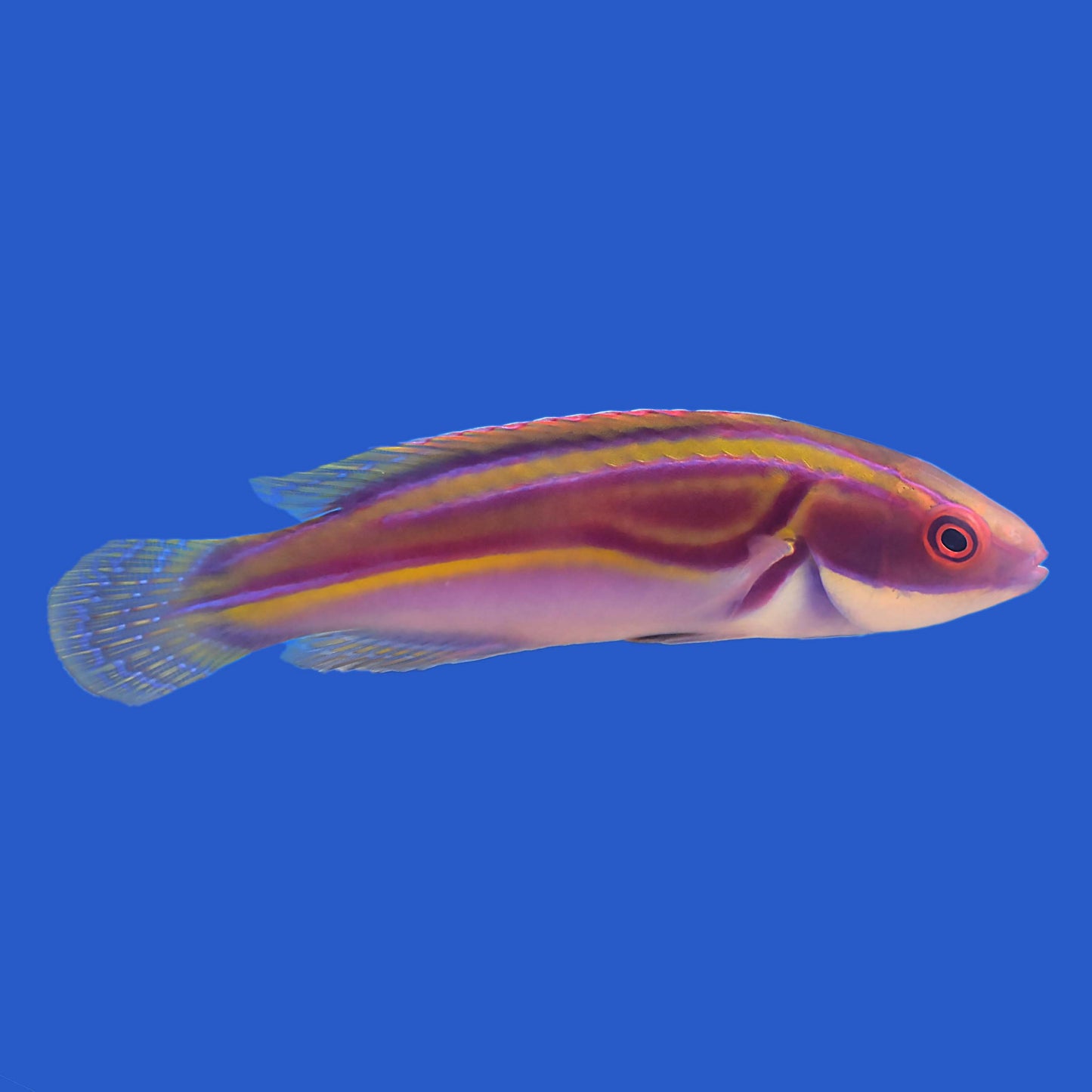 Labouts Wrasse WYSIWYG