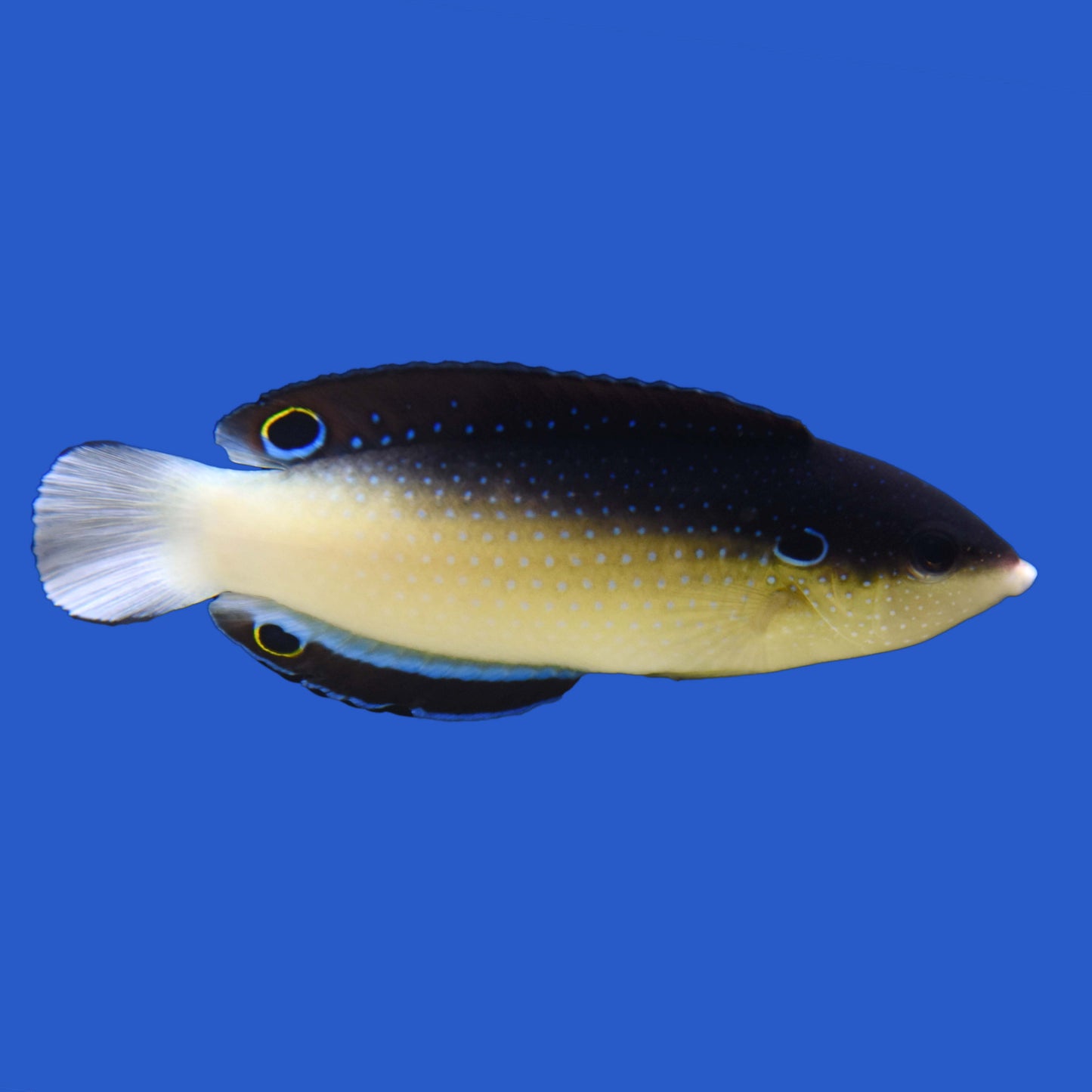 China Wrasse