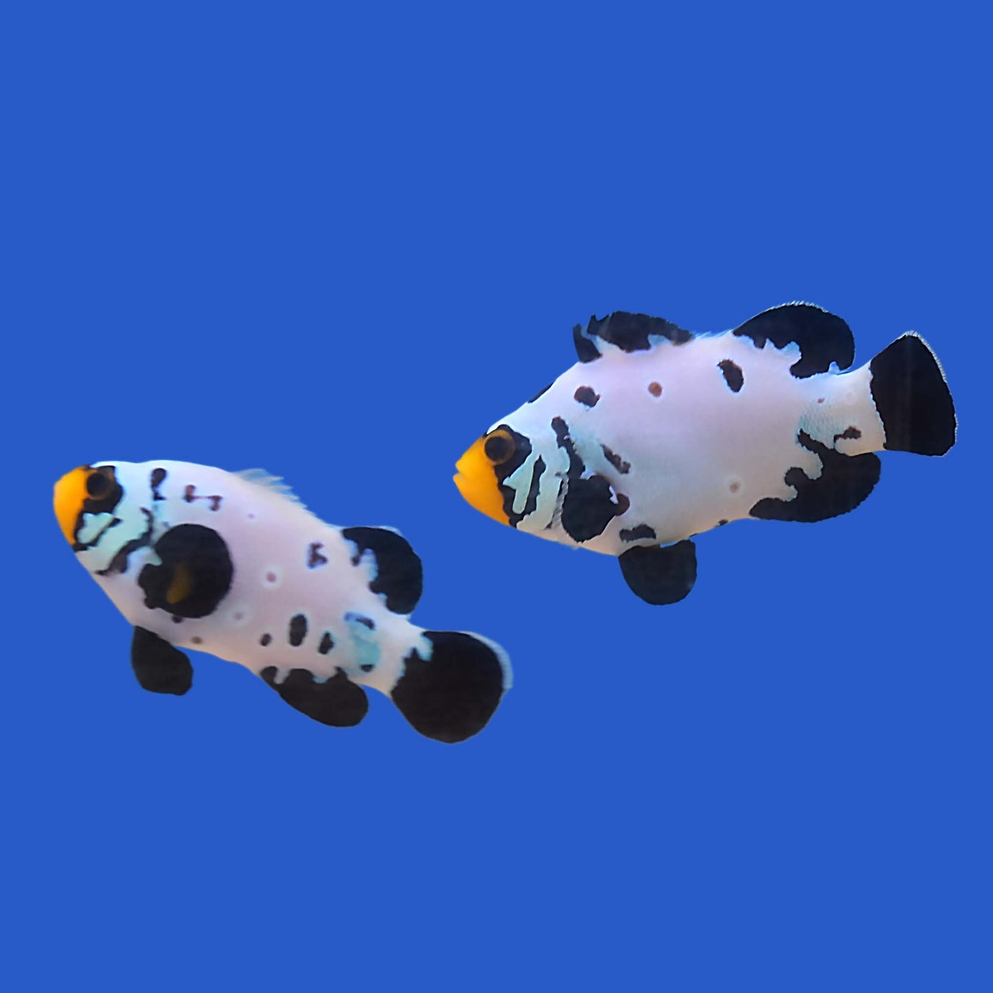 Black Frostbite Clownfish PAIR WYSIWYG