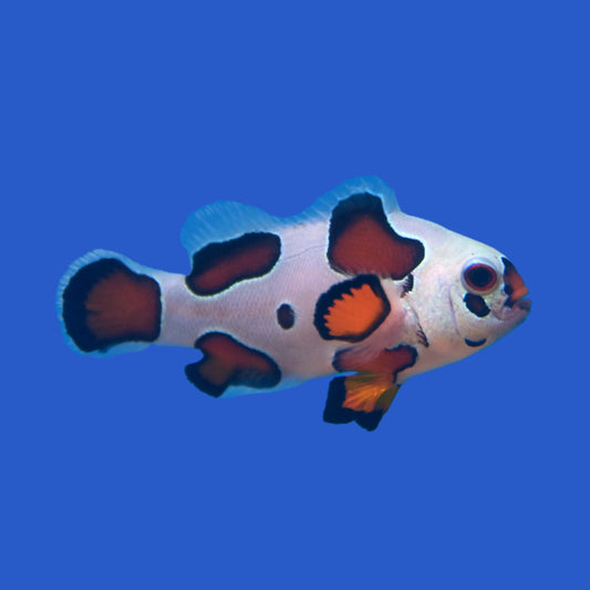 Mocha Storm Clownfish - Aquacultured