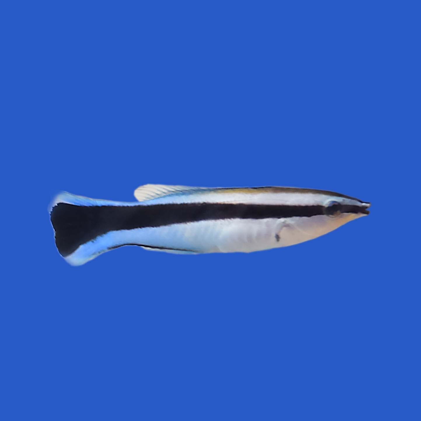 Cleaner Wrasse
