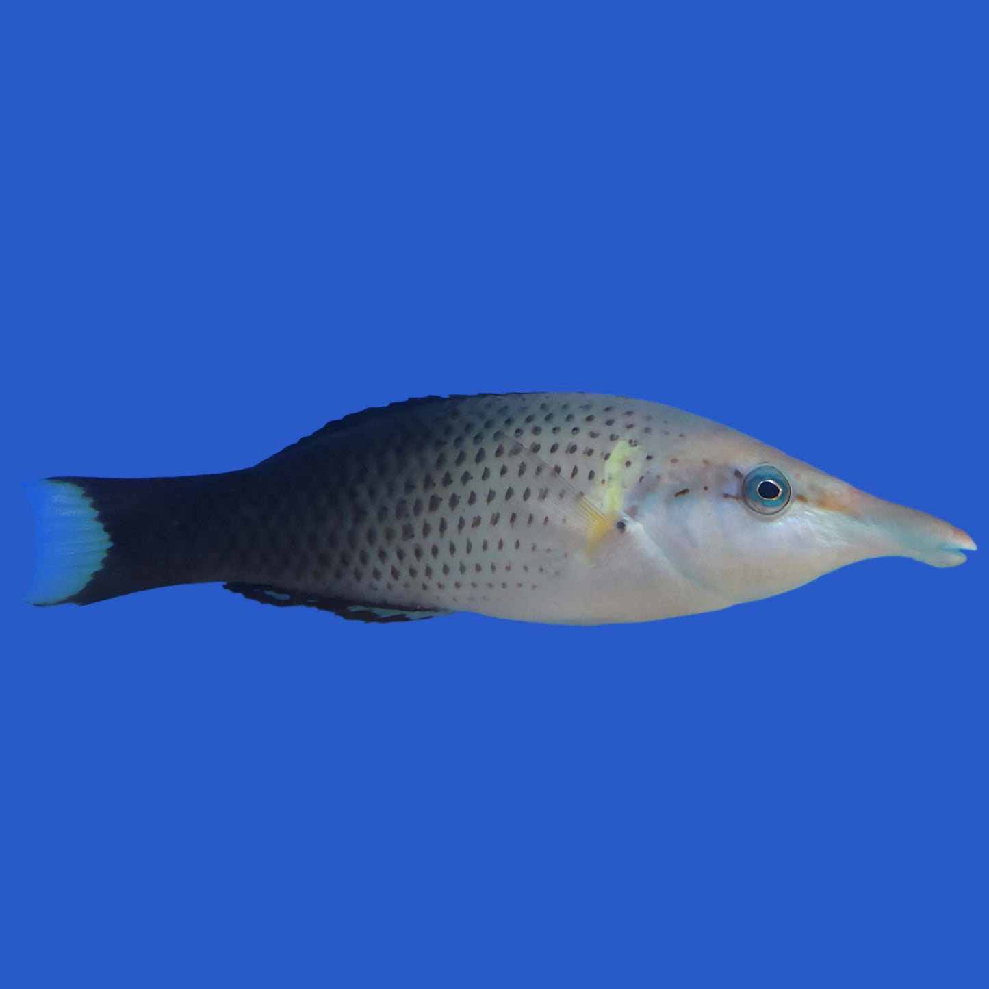 Bird Wrasse