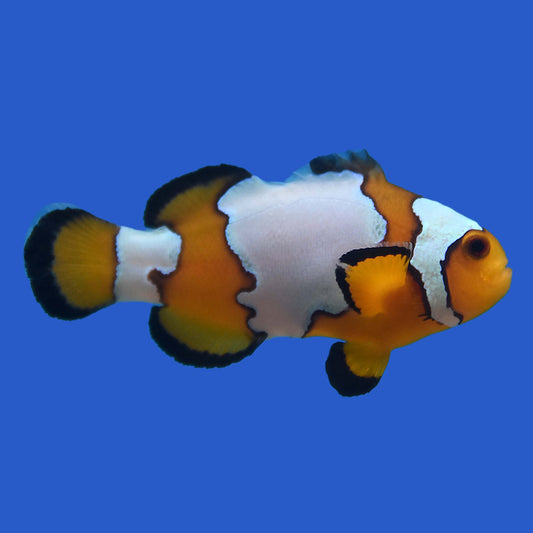 Snowflake Clownfish - Aquacultured