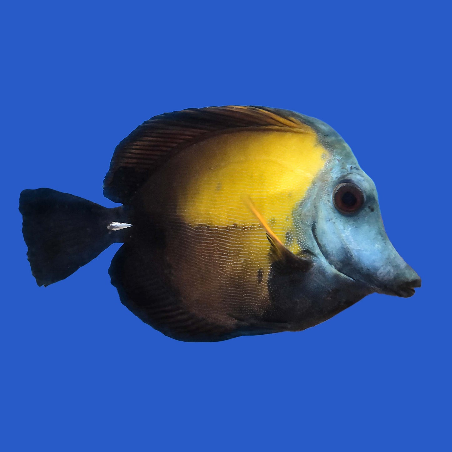 Blue Face Koi Tang WYSIWYG