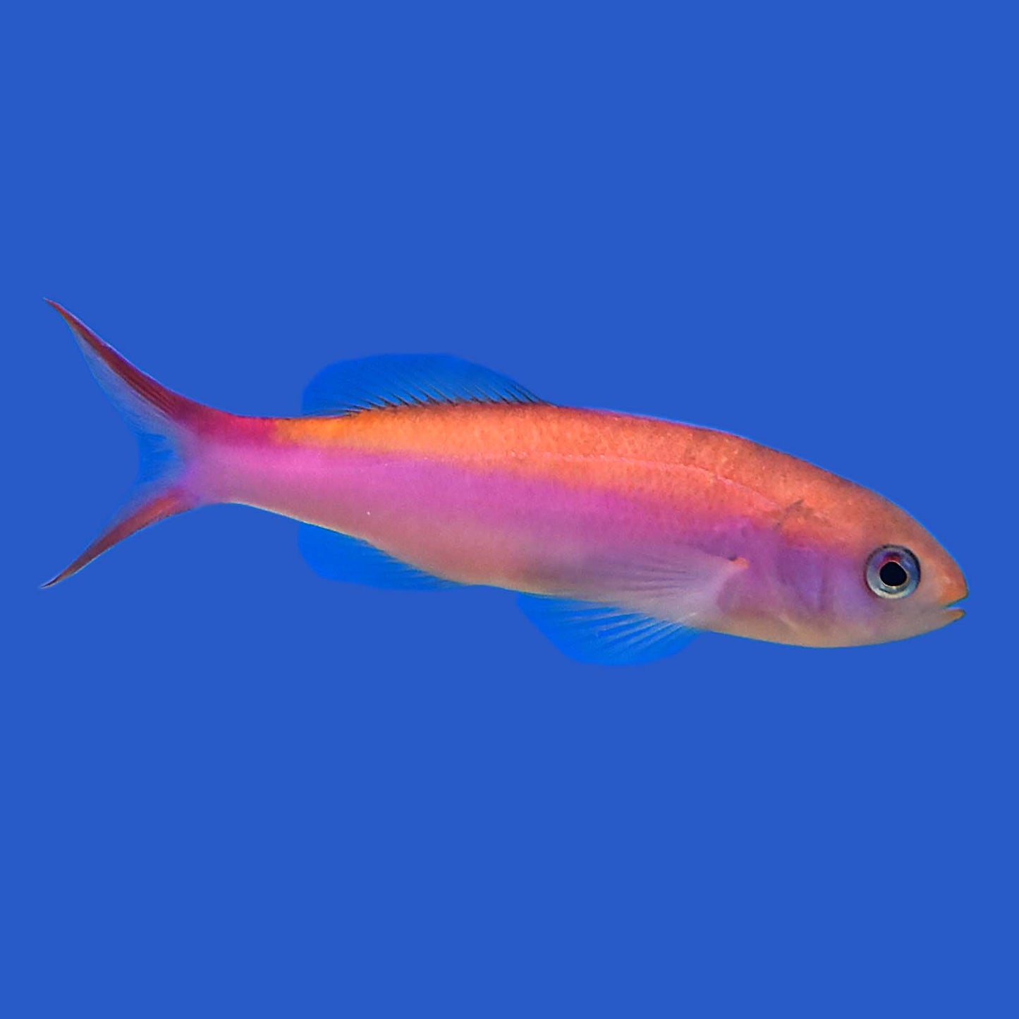 Sailfin Anthias