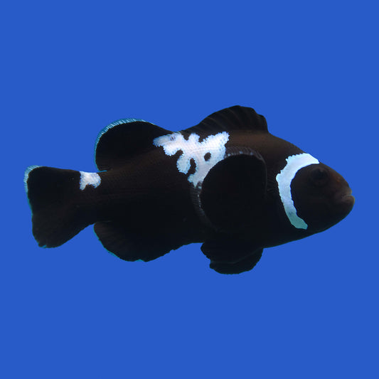 Midnight Lightning Clown - Aquacultured