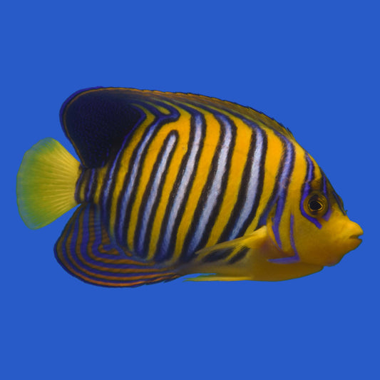 Regal Angelfish