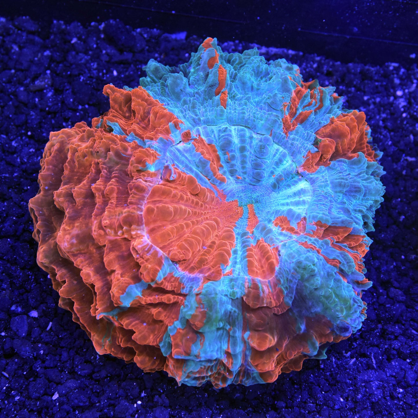 Acanthophyllia
