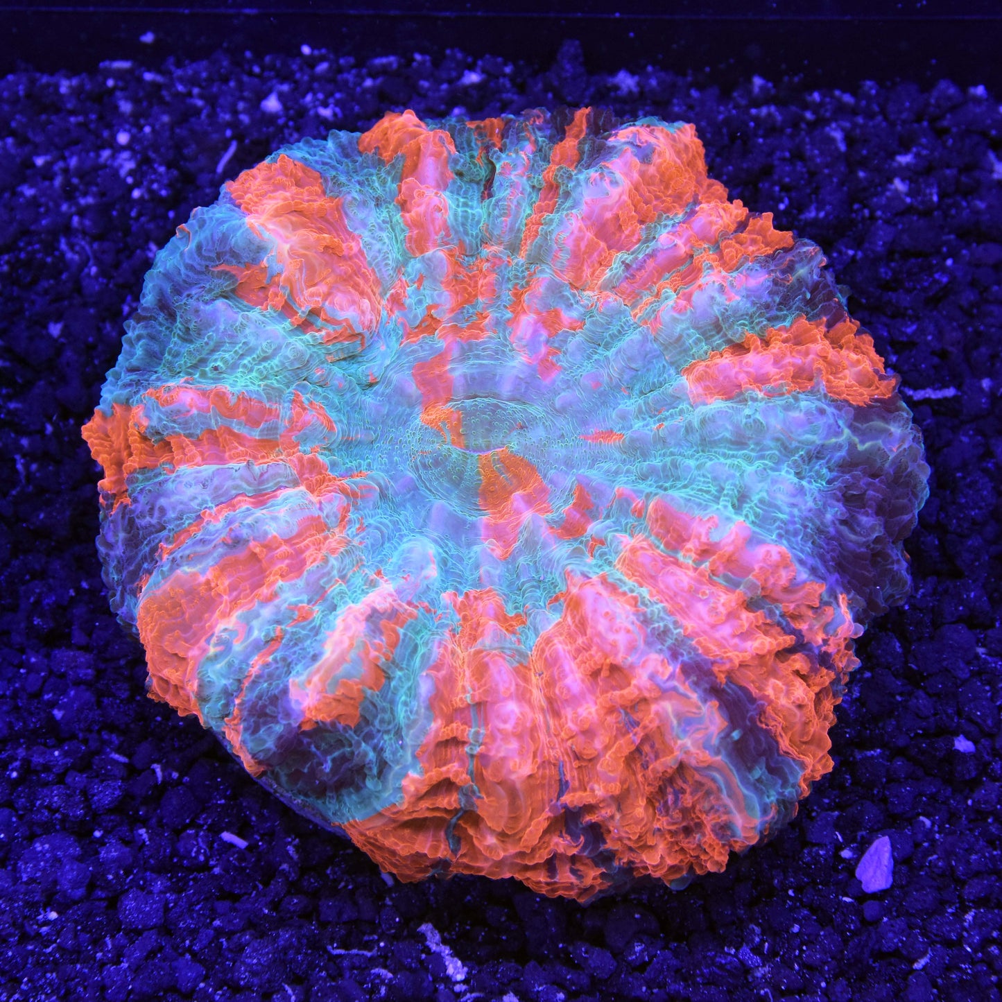 Acanthophyllia