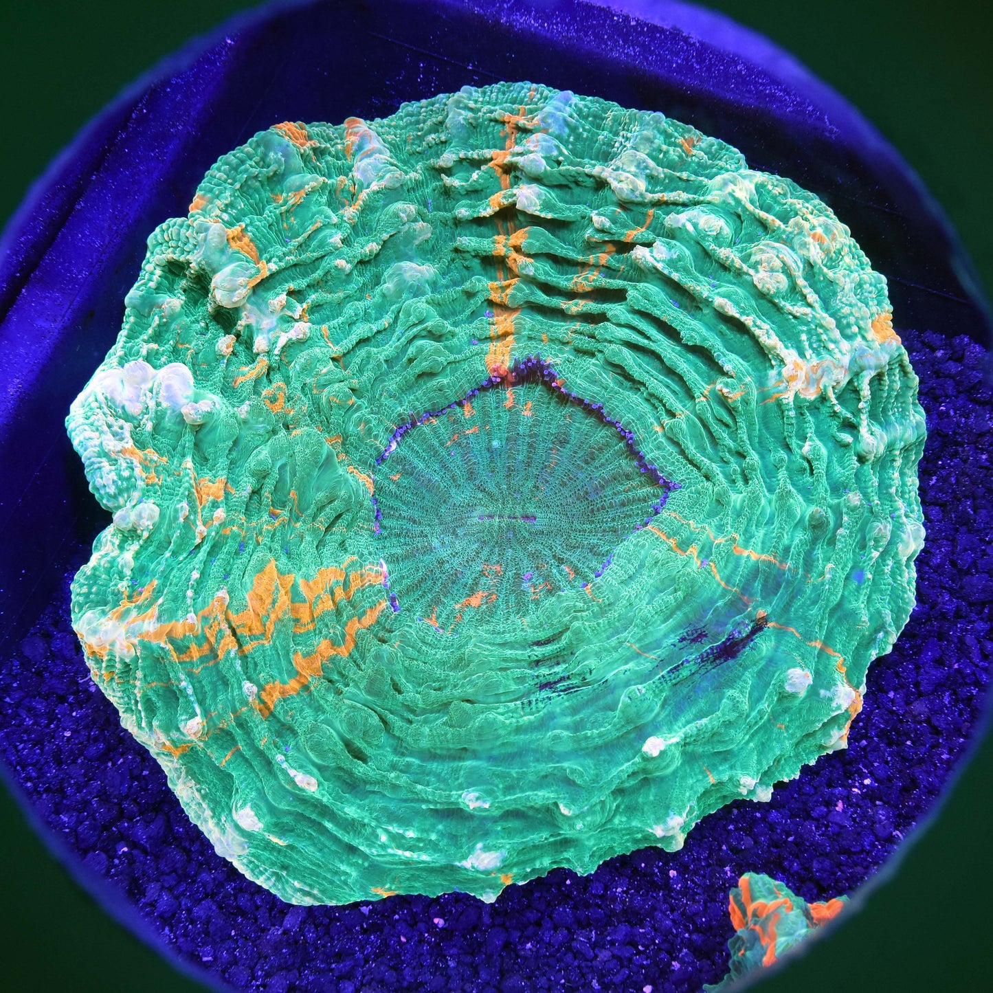 Acanthophyllia