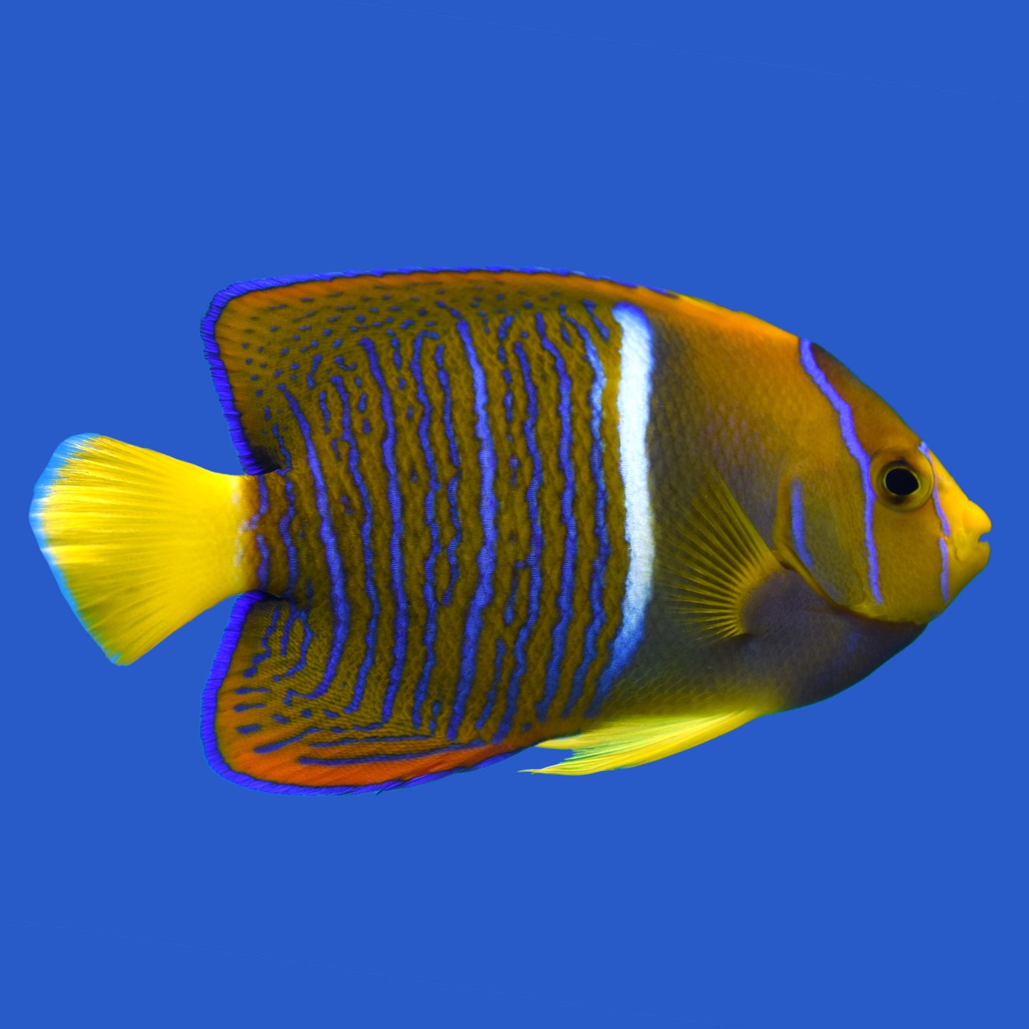 King Passer Angelfish WYSIWYG