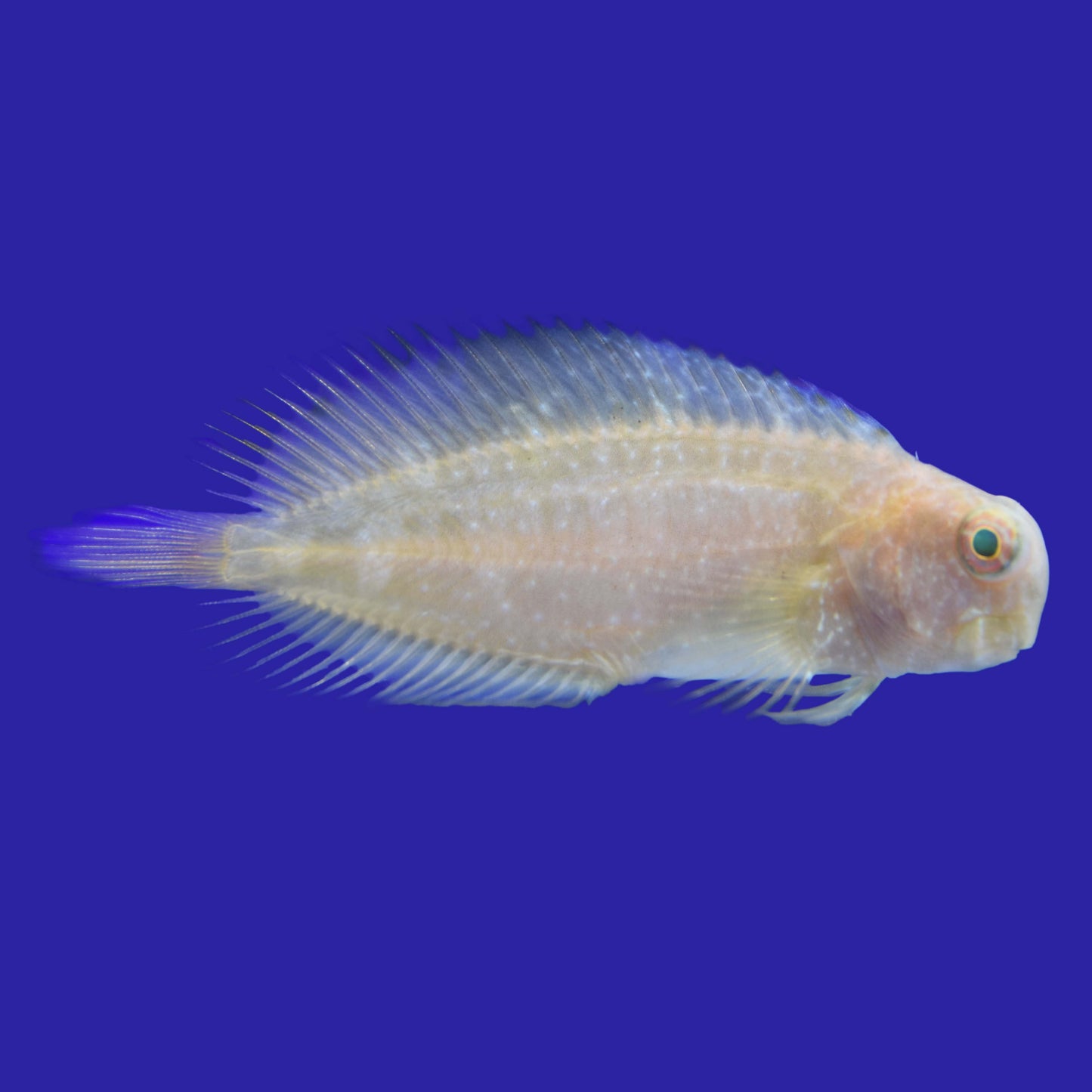 Ember Blenny