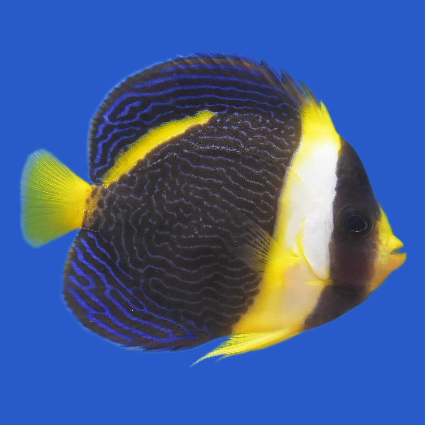 Scribble Angelfish WYSIWYG